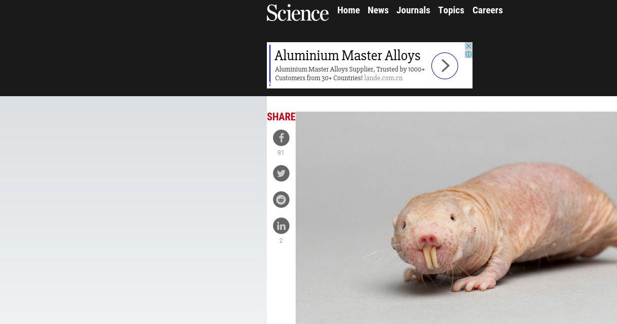 Naked Mole Rats Defy The Biological Law Of Aging Science Aaas